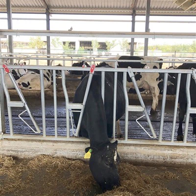 Testa di mucca da 750 mm